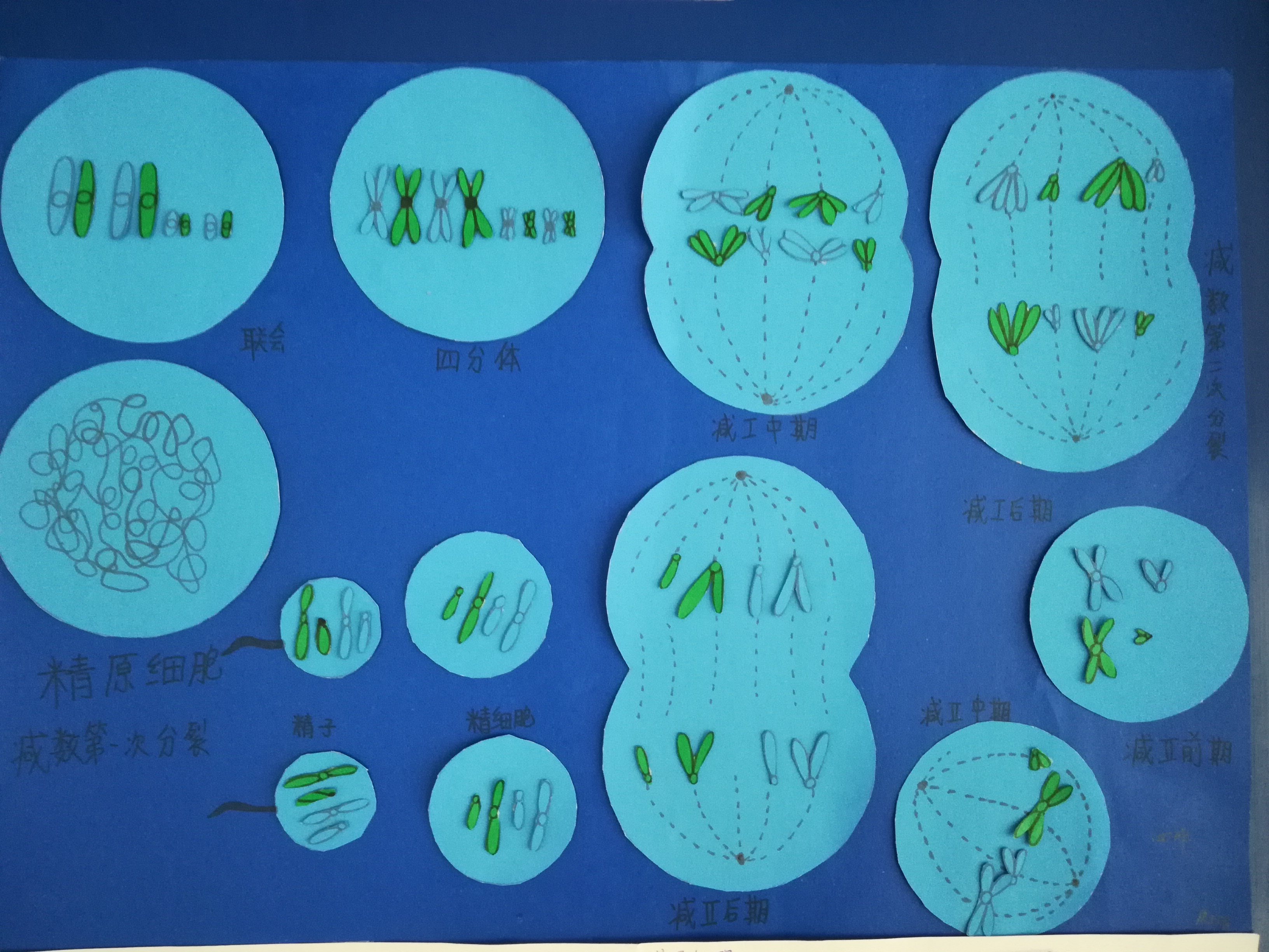 我校生物质量小组举行减数分裂模型构建活动